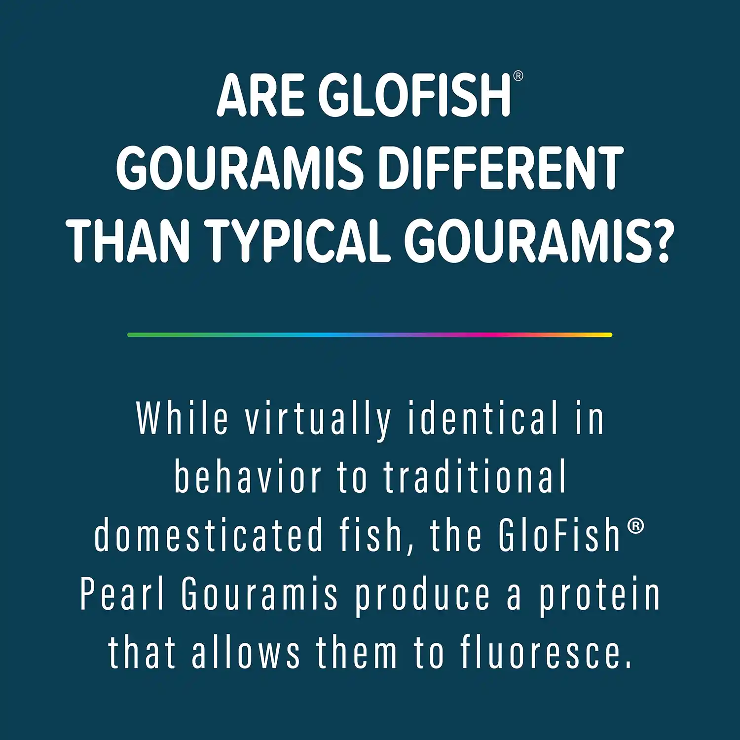 While virtually identical in behavior to traditional domesticated fish, the GloFish® Pearl Gouramis produce a protein that allows them to fluoresce.