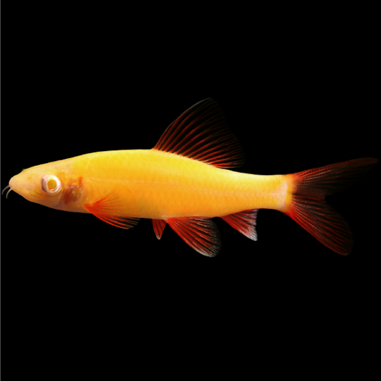 Glofish Sunburst Orange Shark Main Image