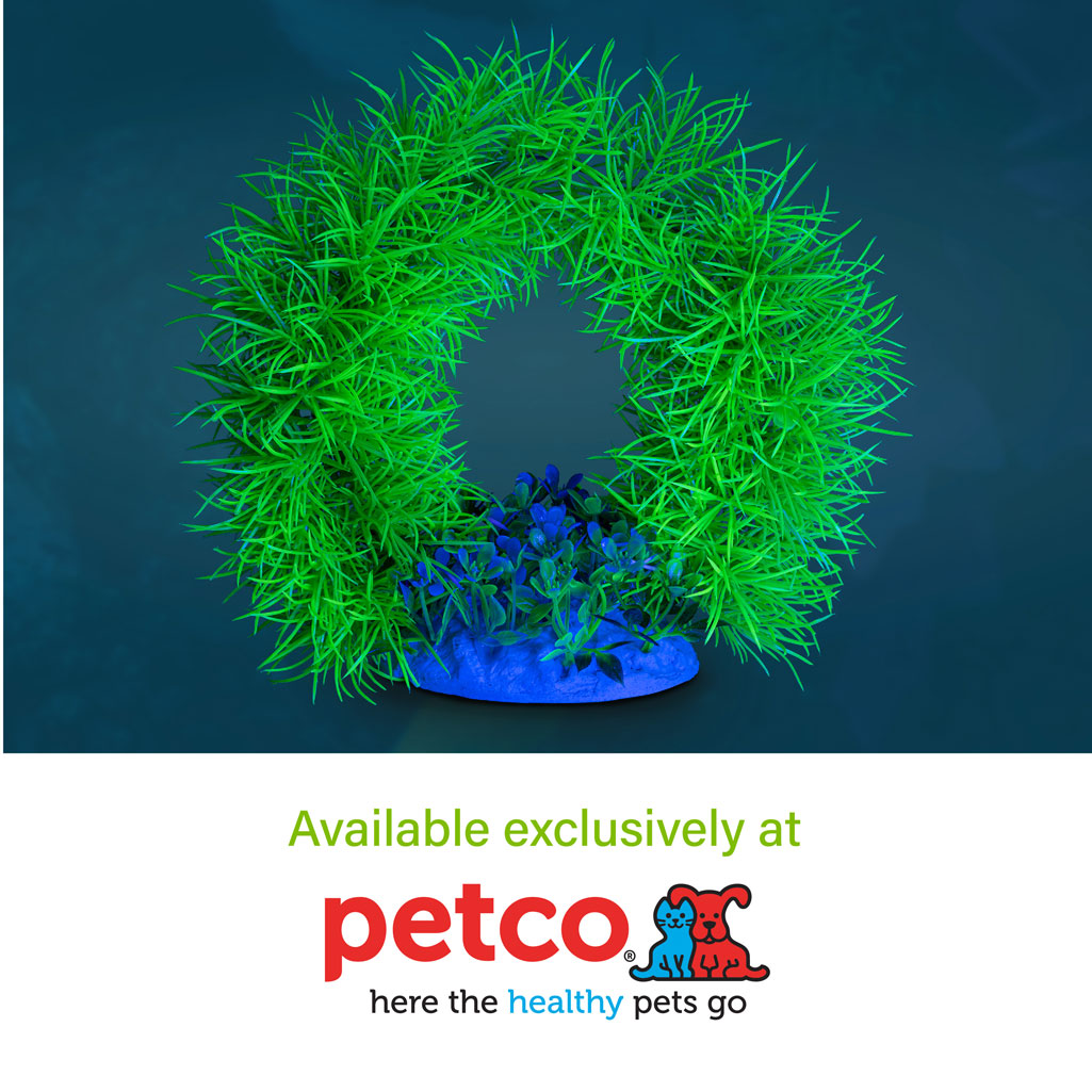 Arch Plant Where to Buy