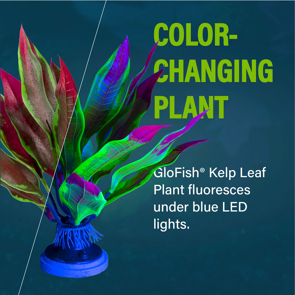 Kelp Leaf Plant Color Changing 
