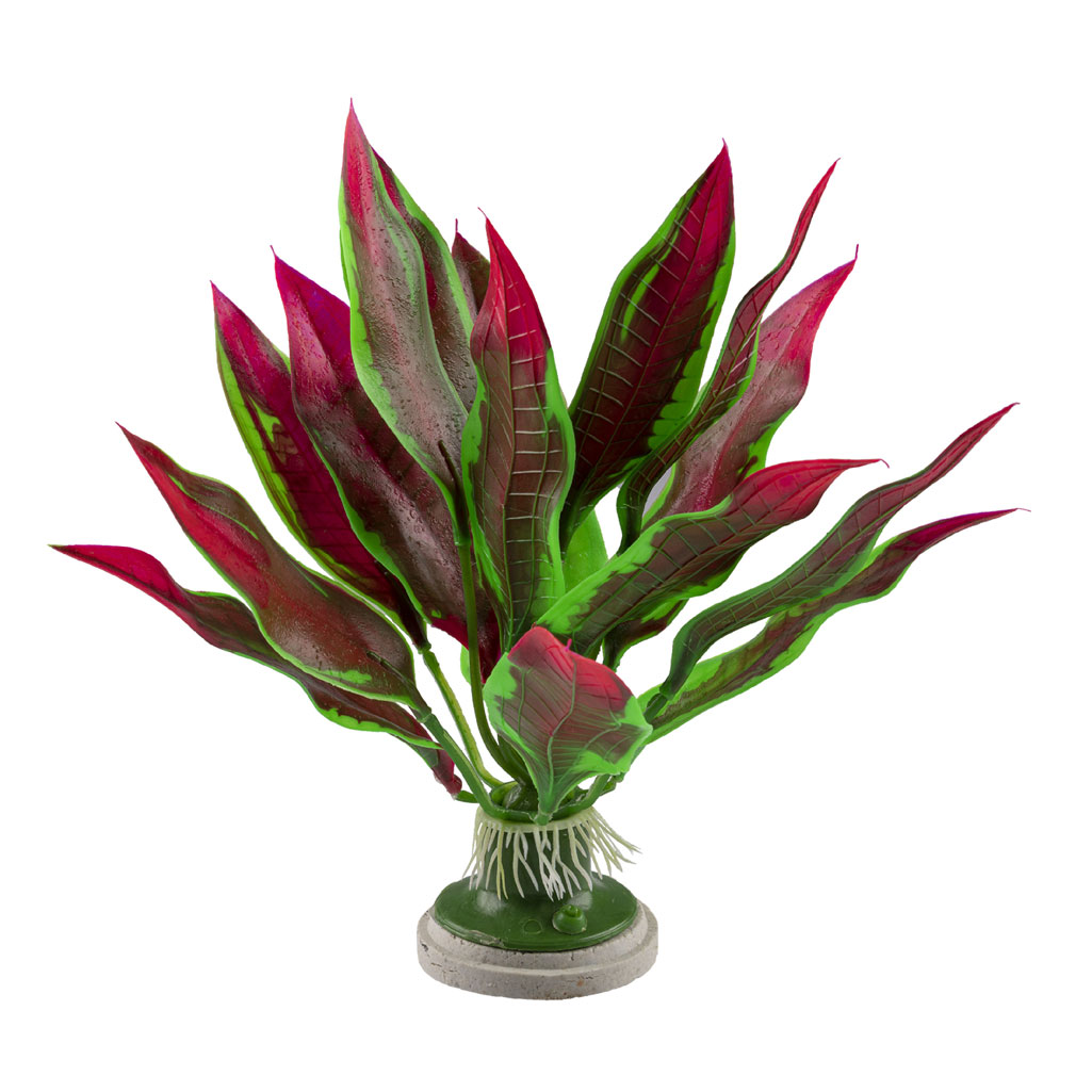 Kelp Leaf Plant White Light Front 