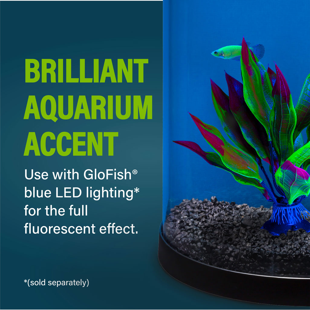 Kelp Leaf Plant In Use