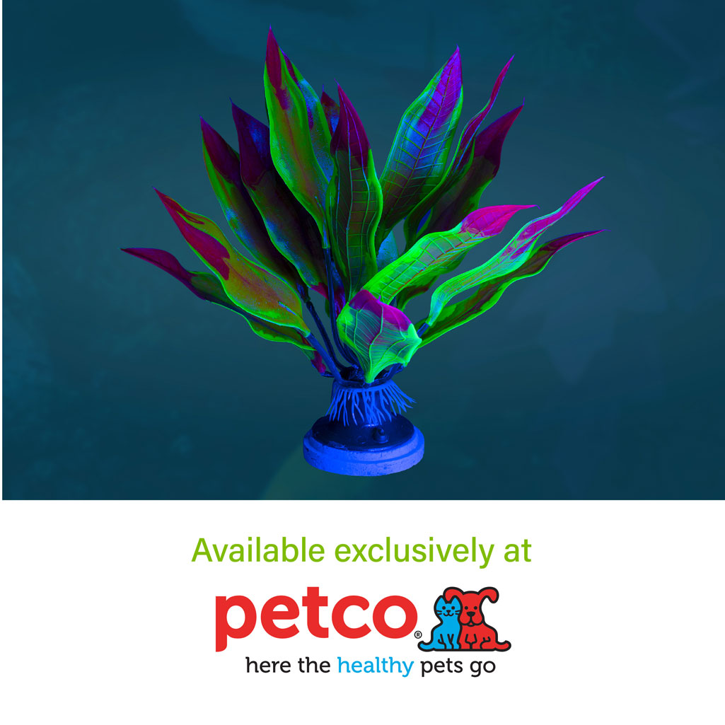 Kelp Leaf Plant Where to Buy 