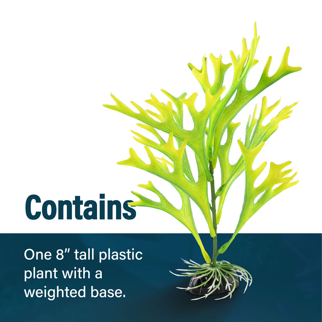 Spike Plant Contains