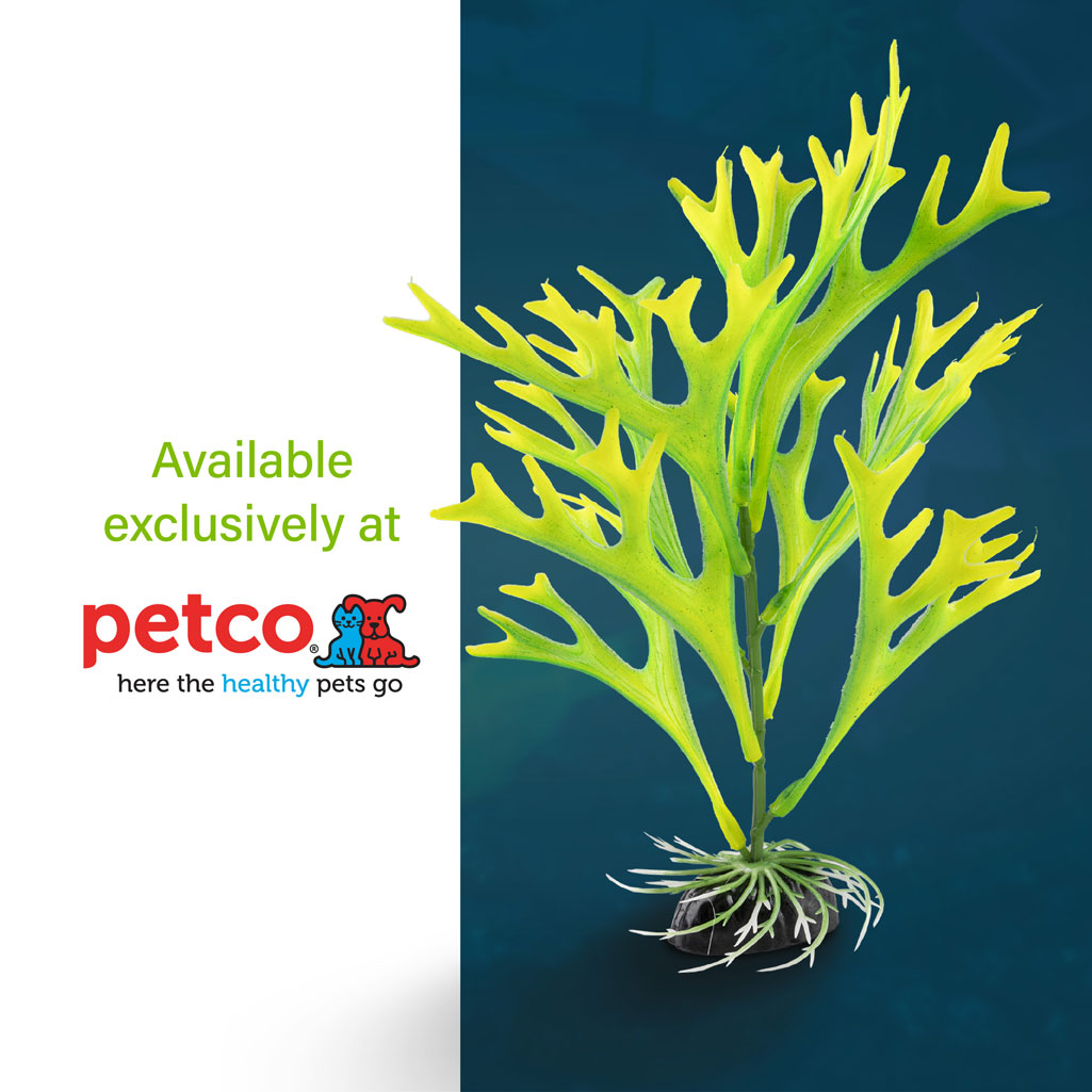 Spike Plant Where to Buy 