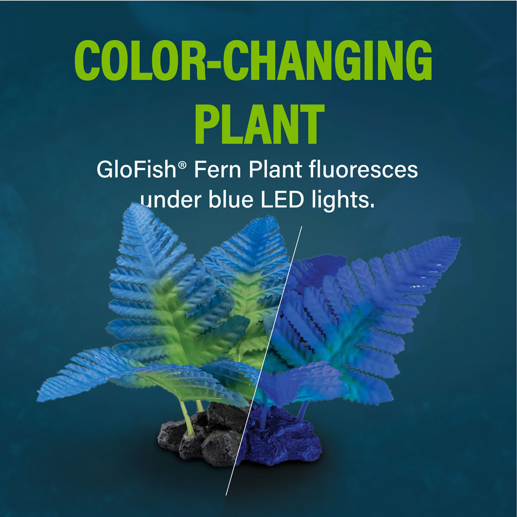 Fern Plant Color Changing