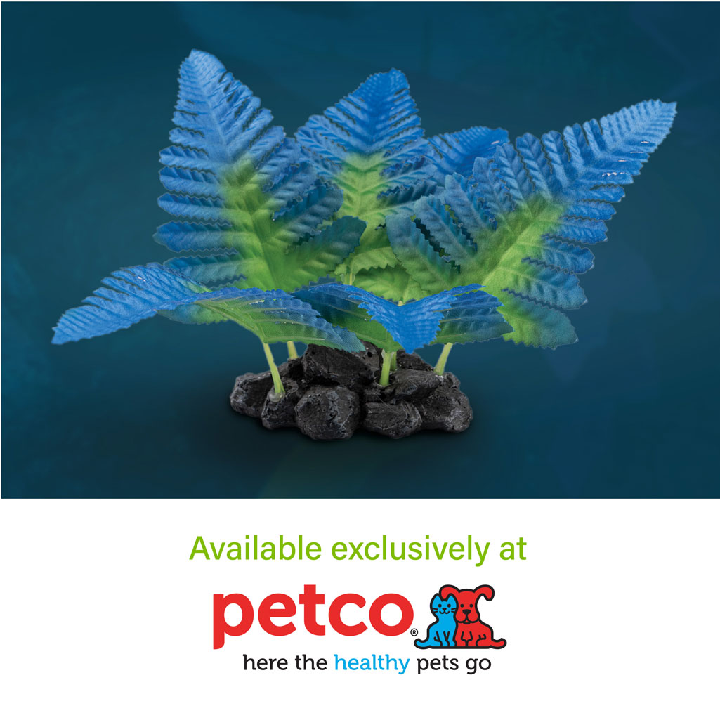 Fern Plant Where to Buy