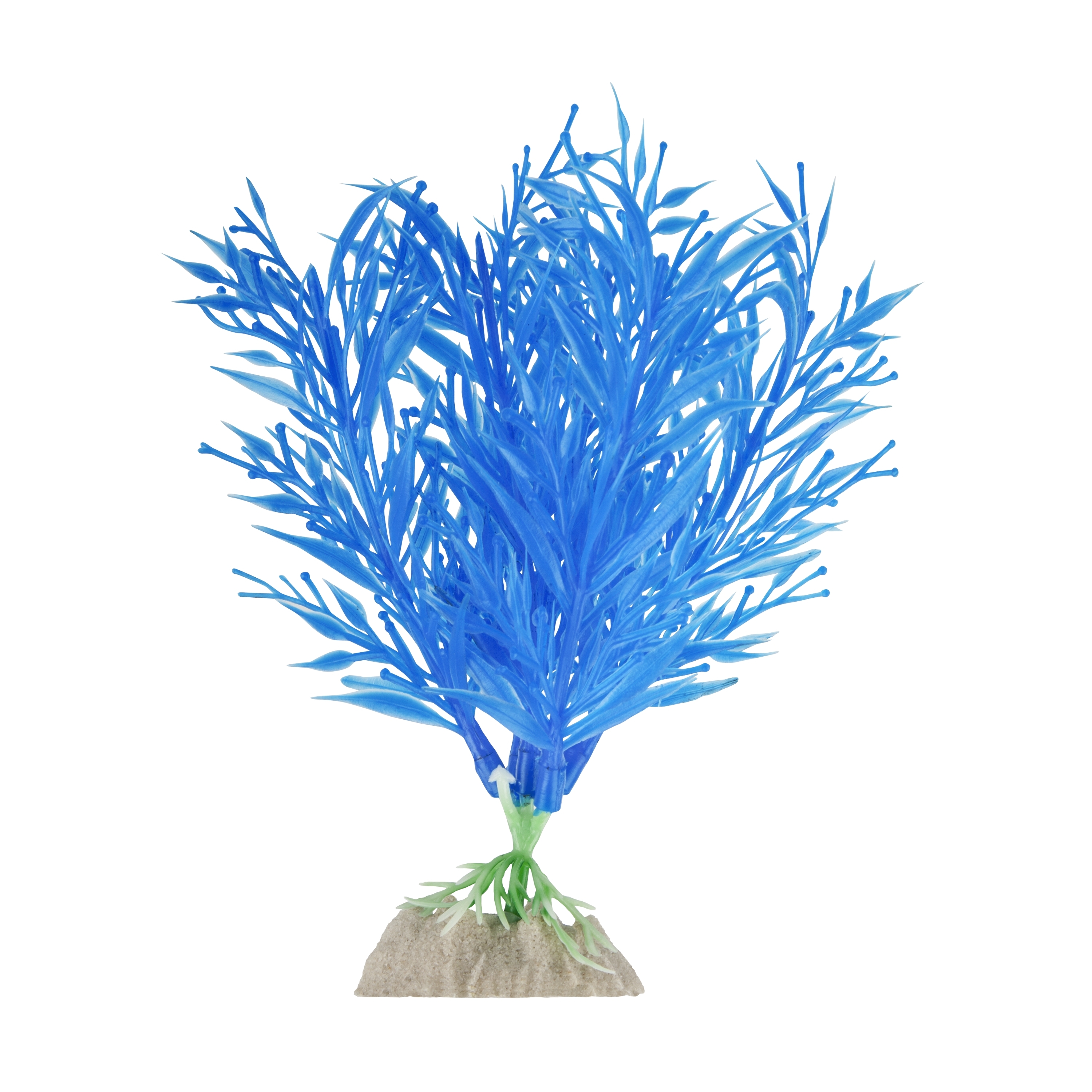 Blue Medium Plant