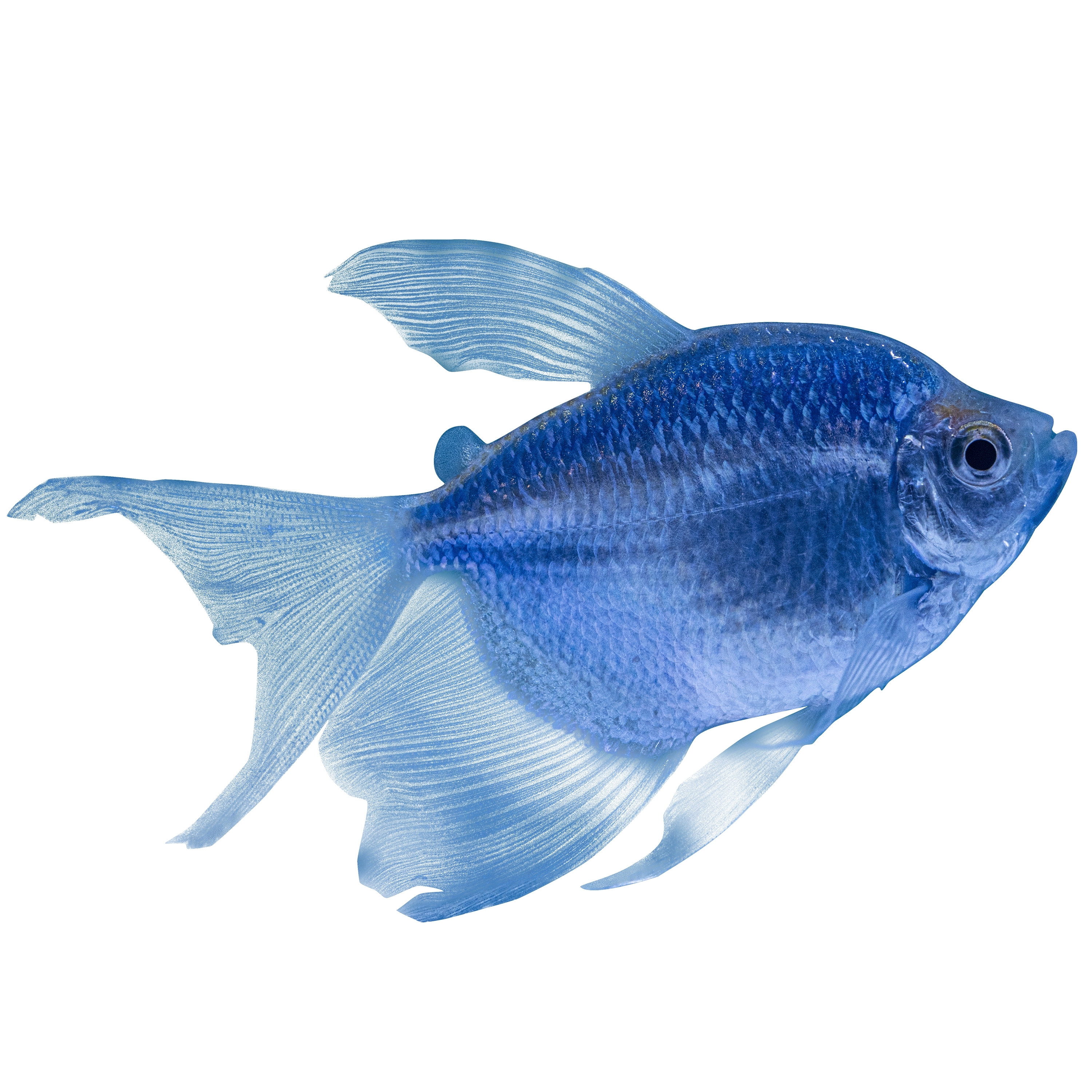 Cosmic Blue Long Fin Tetra