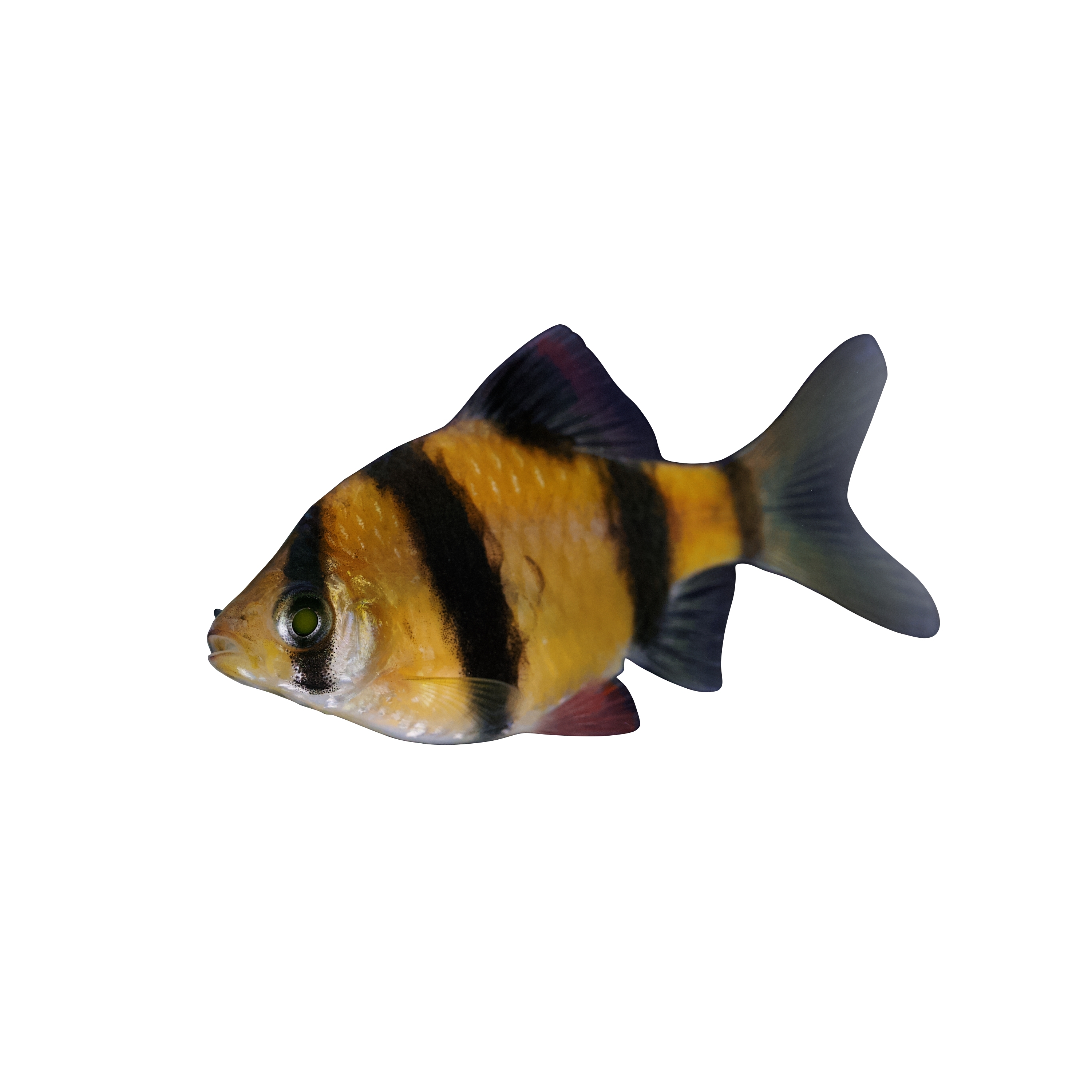 Sunburst Orange White Light 6