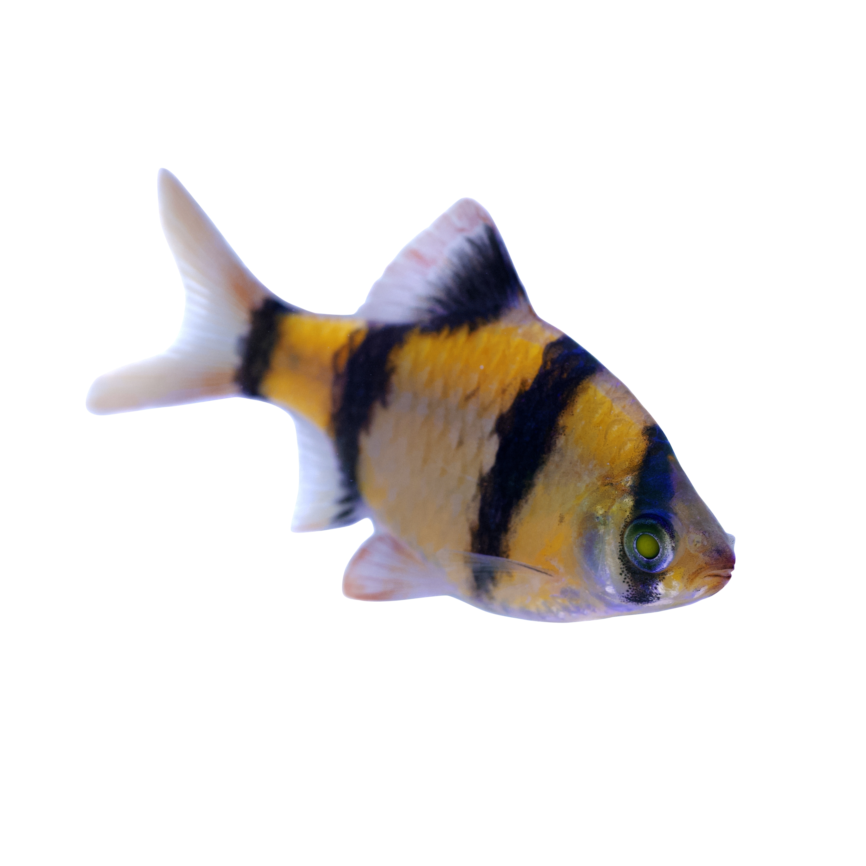 Sunburst Orange Blue Light 7