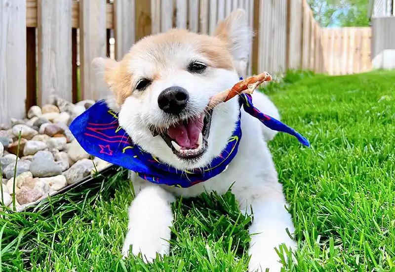 SAVORY 'N' SCRUMPTIOUS