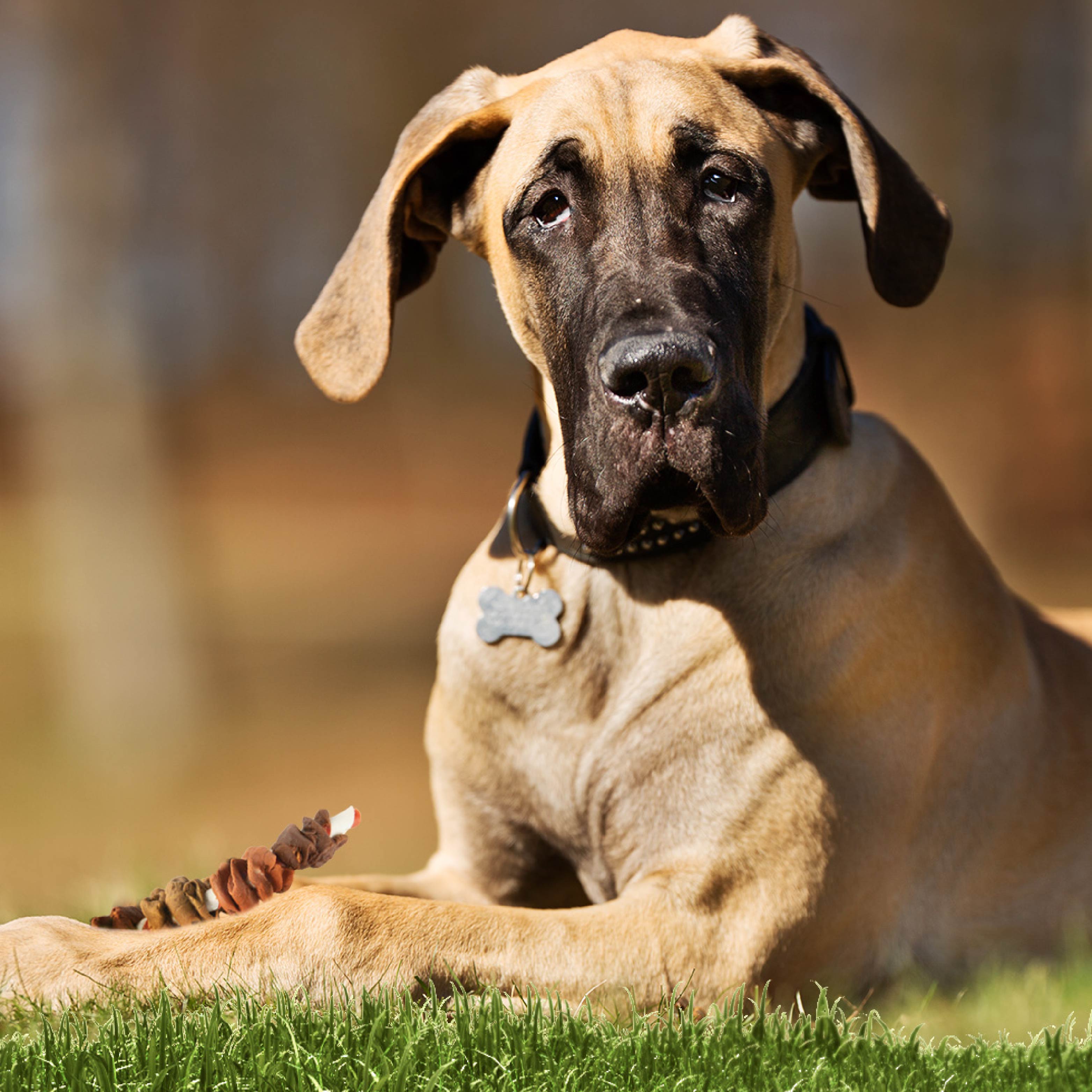 Large Dog