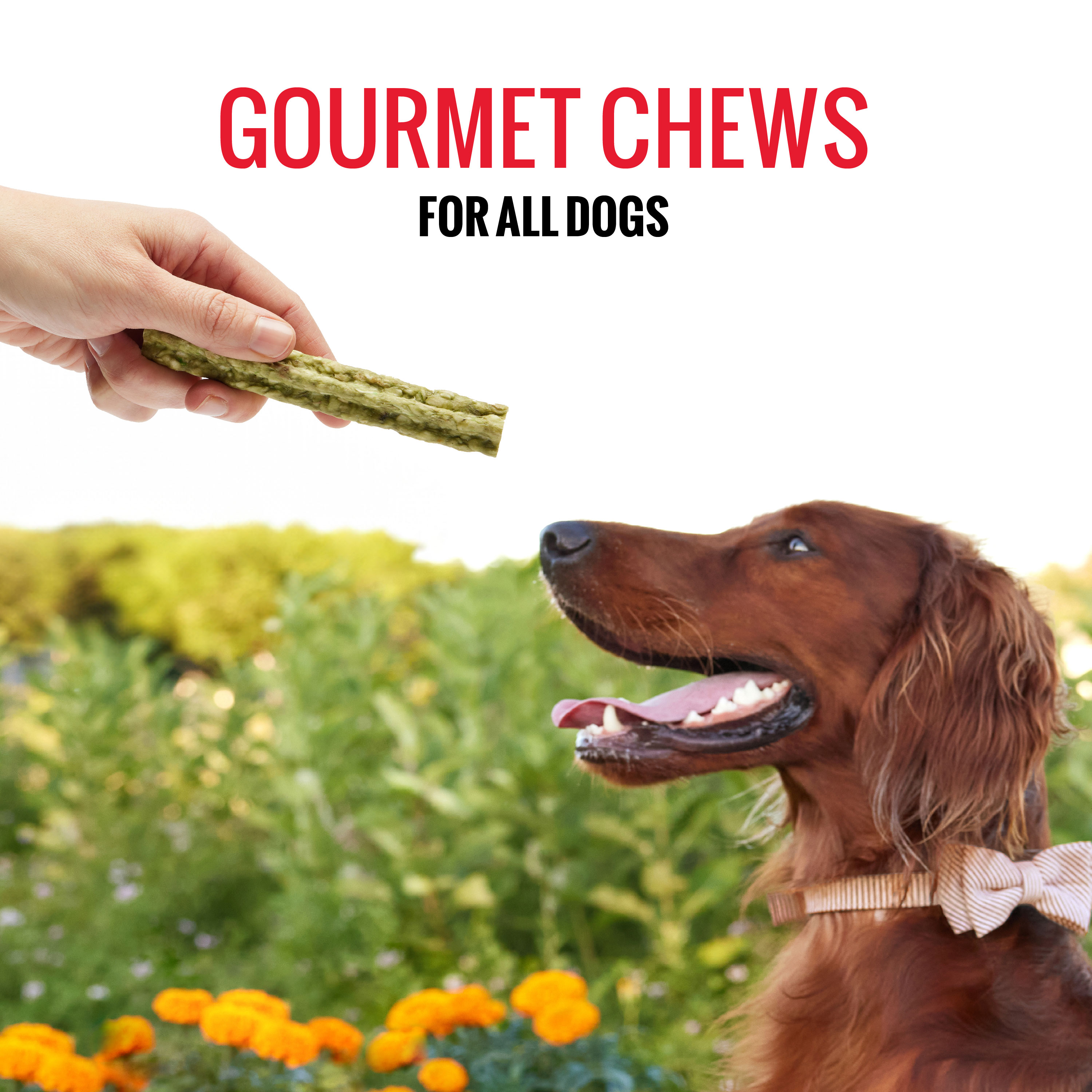 Gourmet Dog Chews