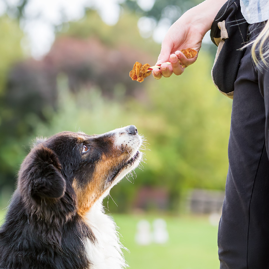 Man with Dog and a treat