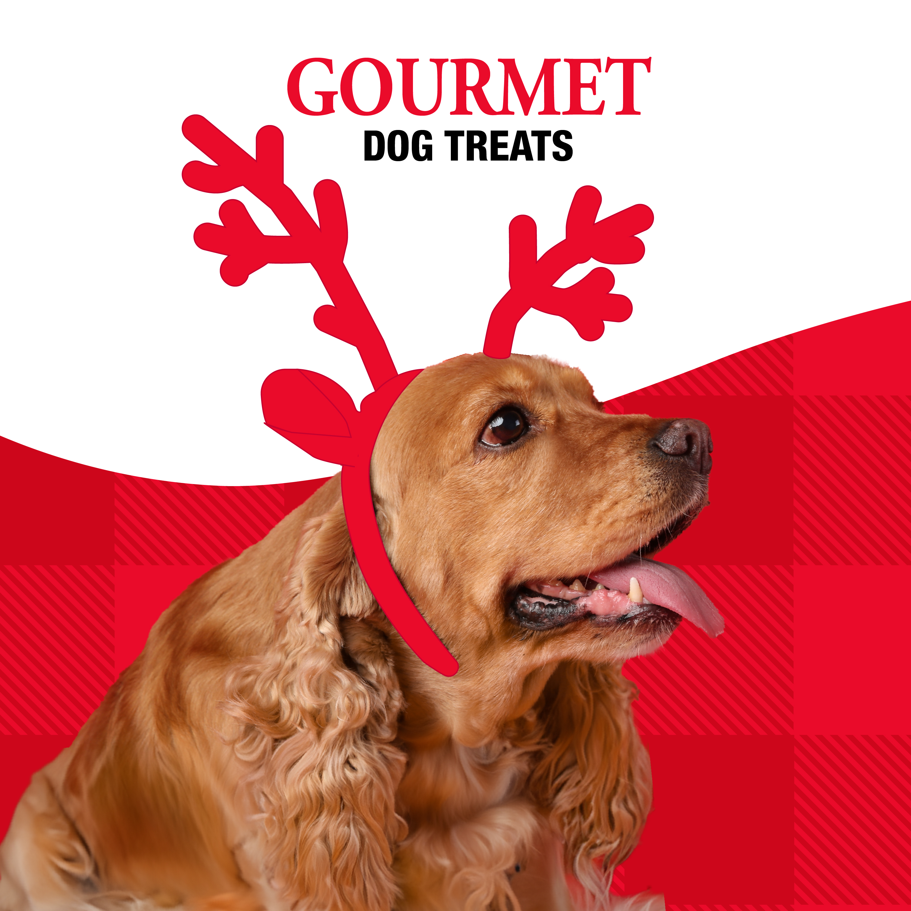 Gourmet Dog Treats