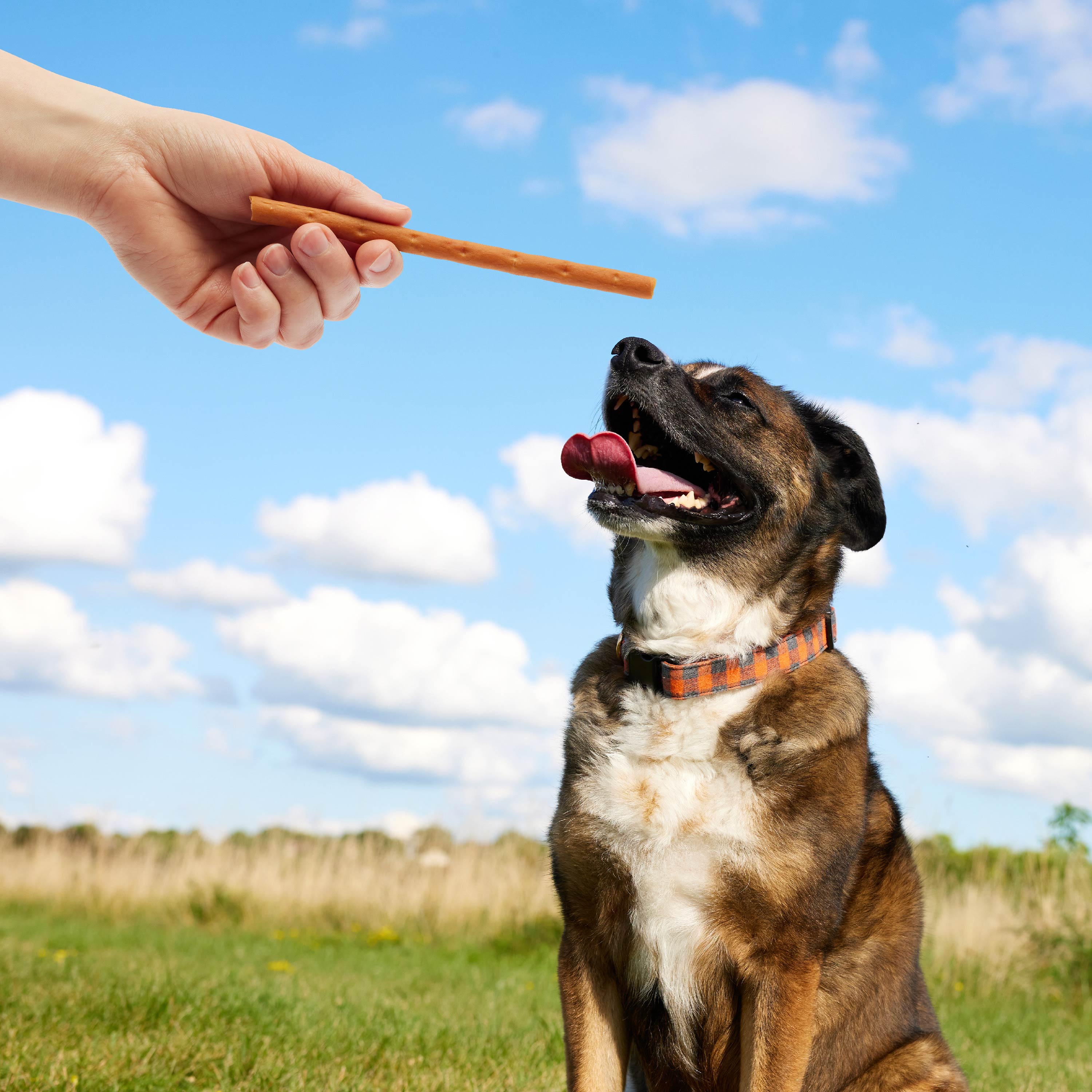 Lifestyle image of happy dog sitting on grass smiling at woman handing him a snap Ems treat