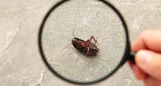 Bug under magnifying glass