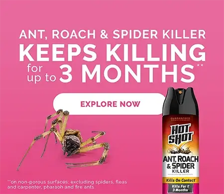 Ant Roach & Spider