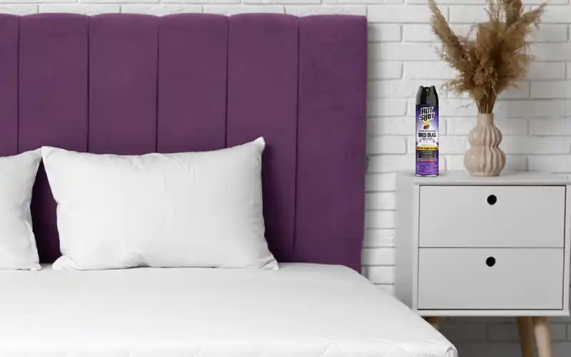 Bed Bug Control