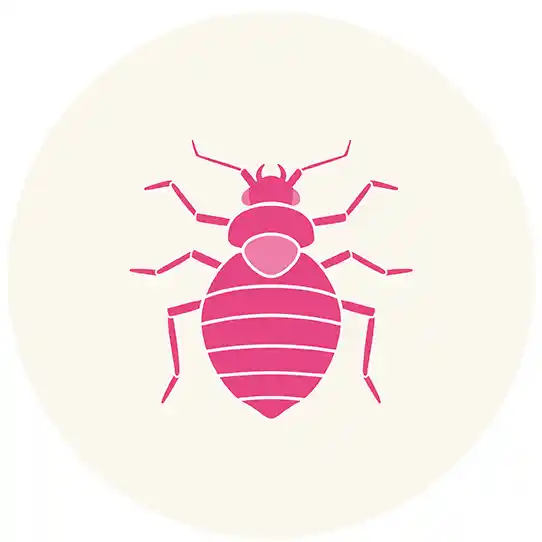 Bed Bugs