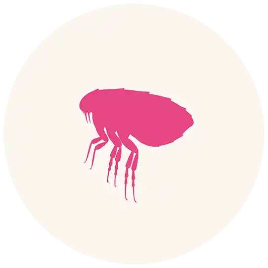 Fleas