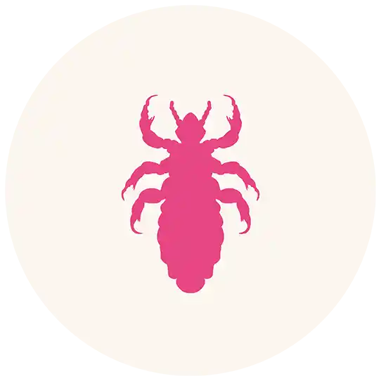 Lice