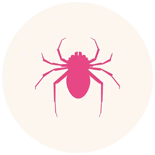 Spiders