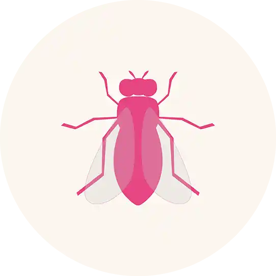 House Flies