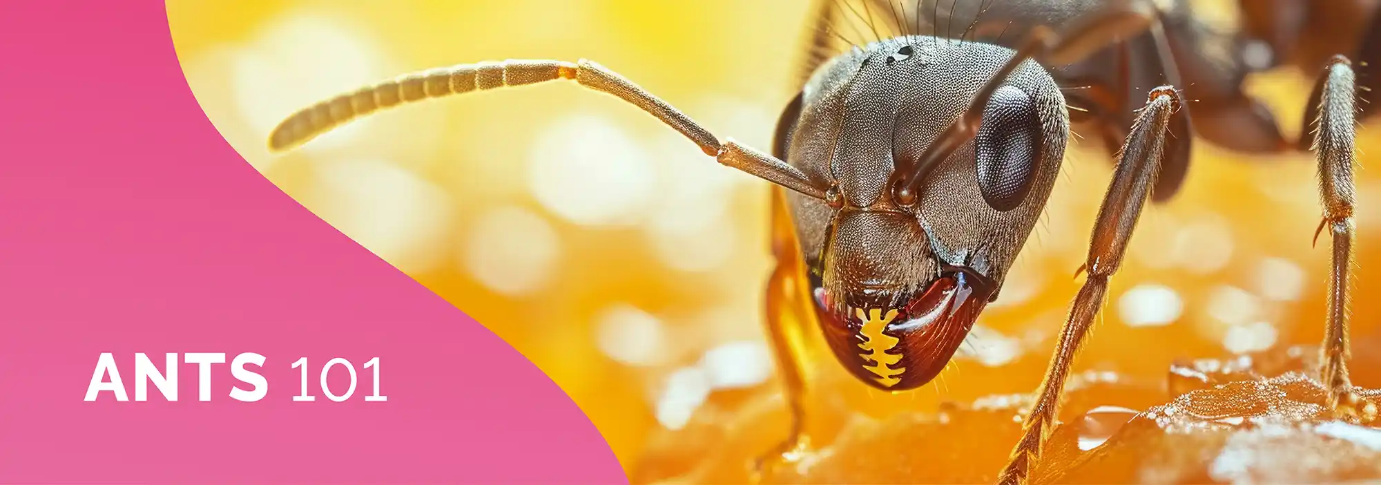 Ants 101