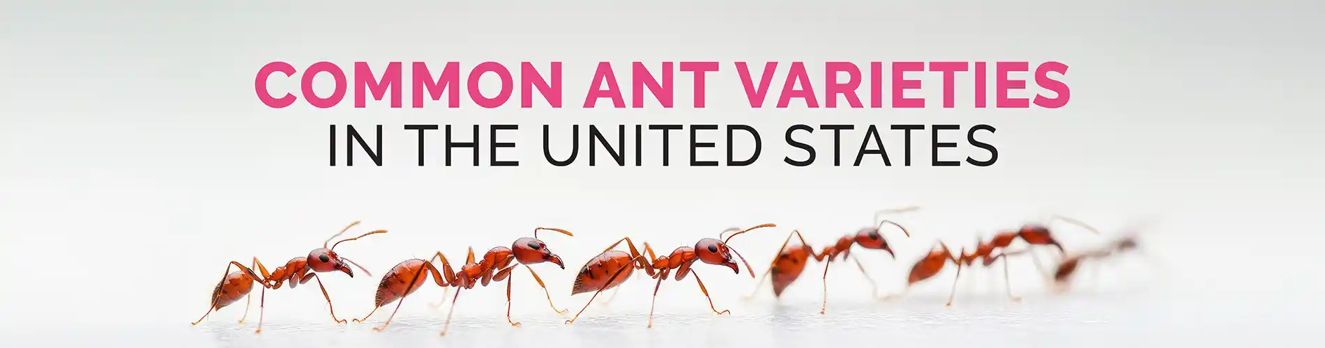 Common Ant Varieties in the US