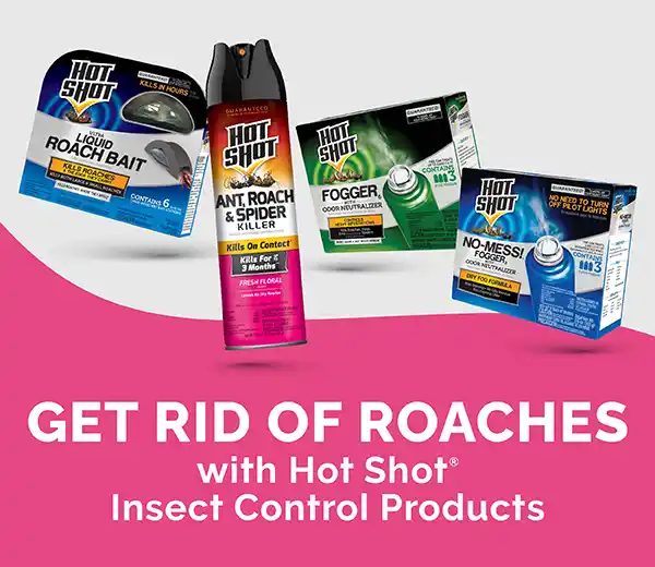 Get Rid Of Roaches