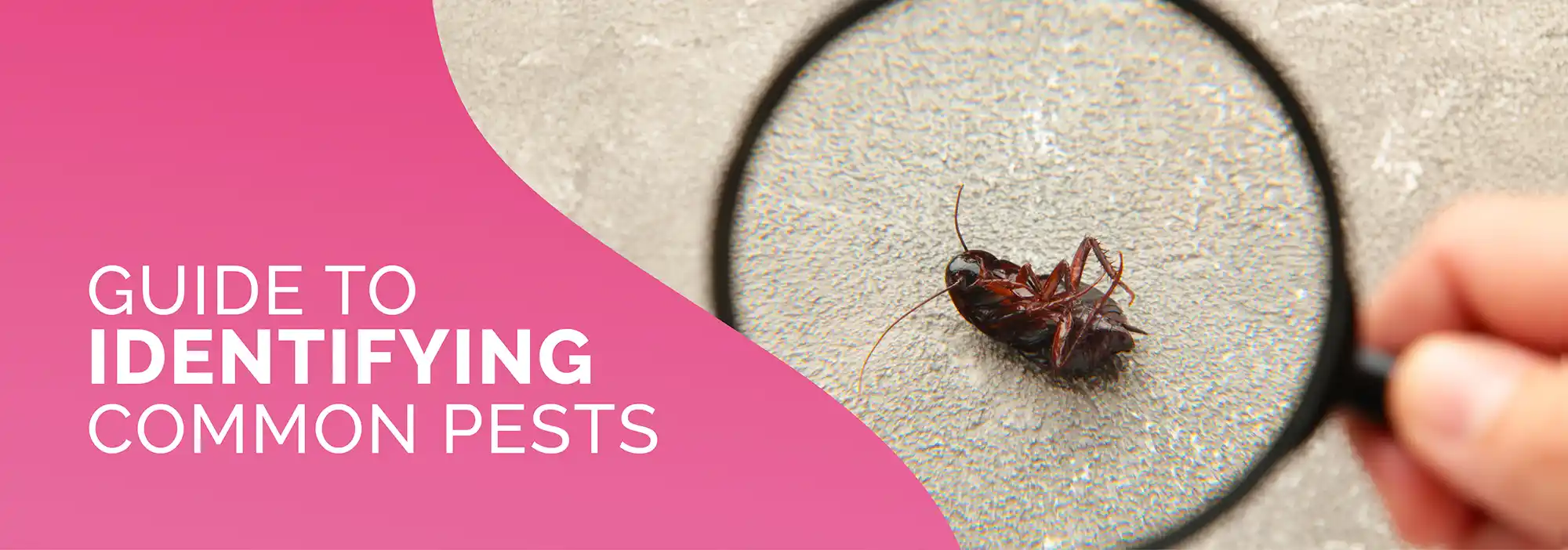 Guide to Identifying Common Pests
