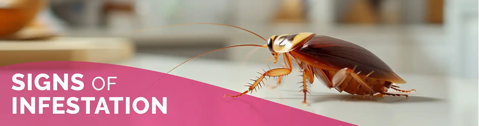 Signs of Infestation