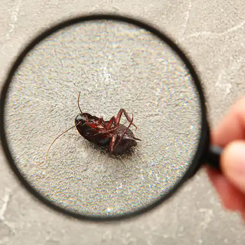 Bug under magnifying glass