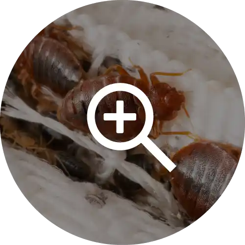 Bed Bugs