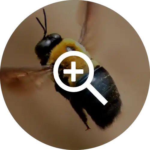 Carpenter Bees