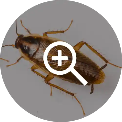 Cockroaches