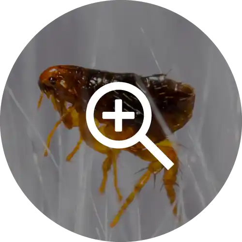Fleas
