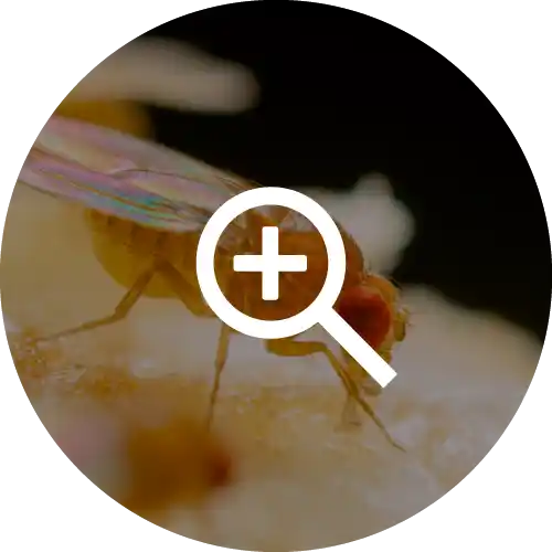 Fruit Flies