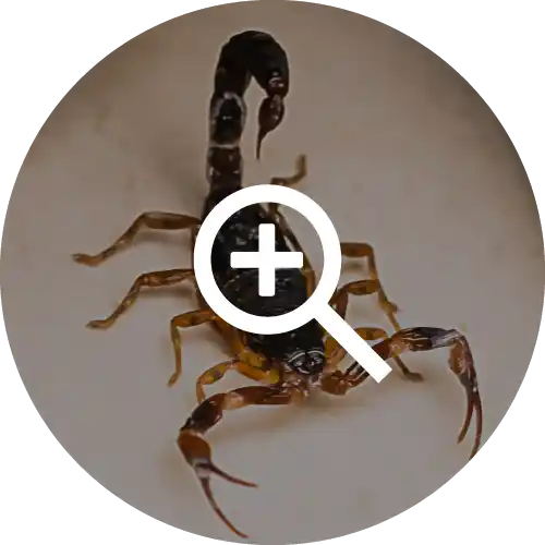 Scorpions