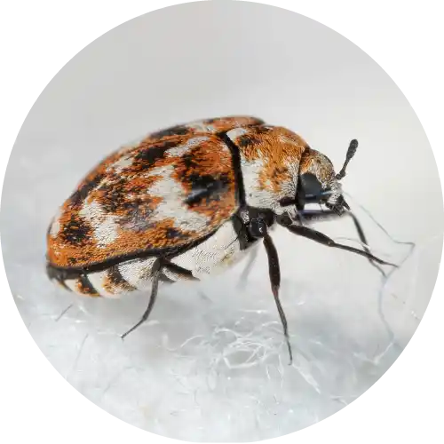 Carpet Beetles