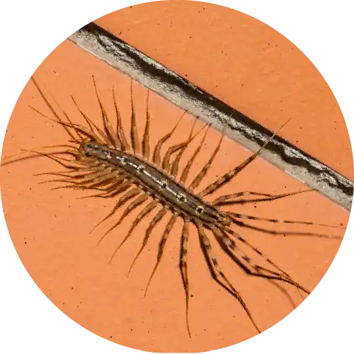 Centipedes