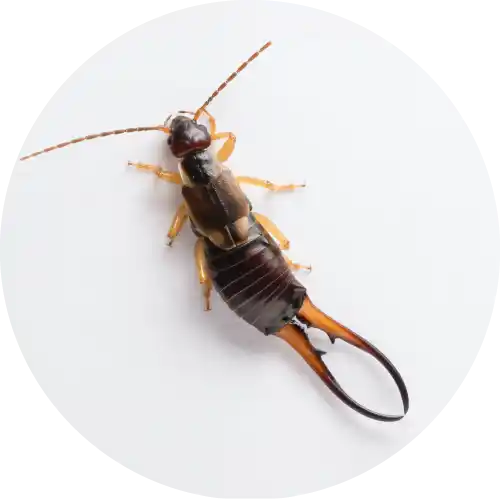Earwigs