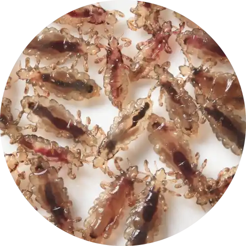 Lice