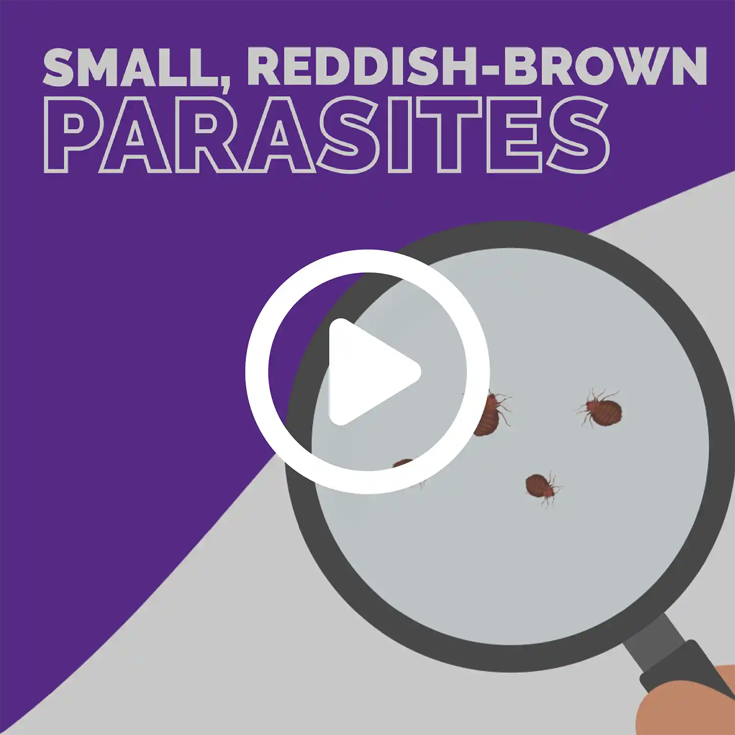 Bed Bug Identifier Video Thumbnail