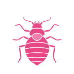 Bed Bug