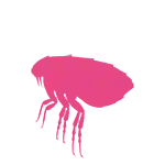 Fleas