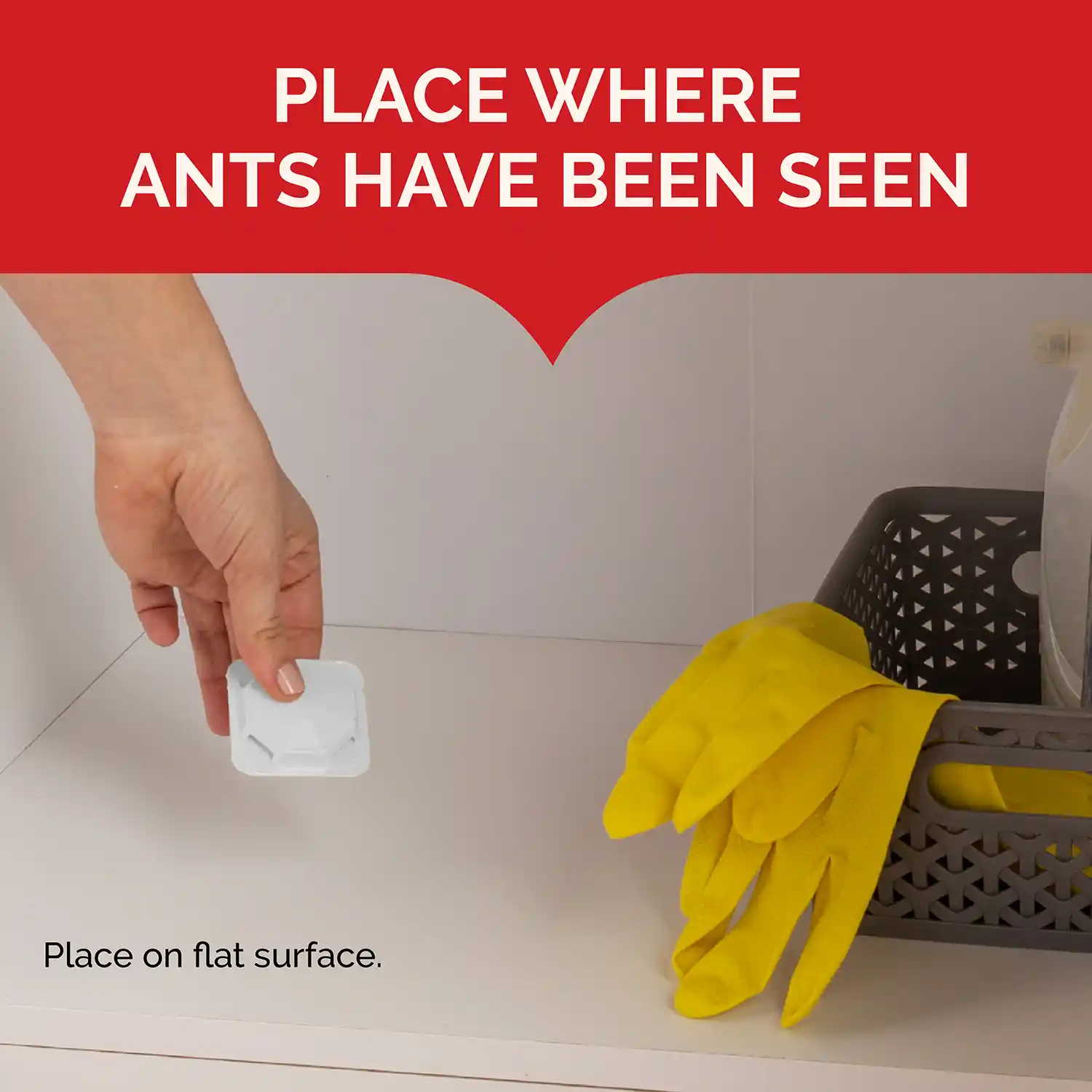Place where ants have been seen