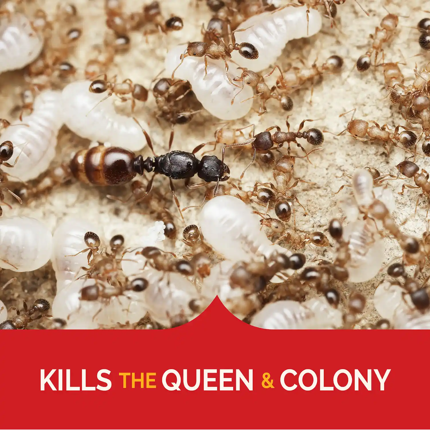 Kills the Queen and Colony